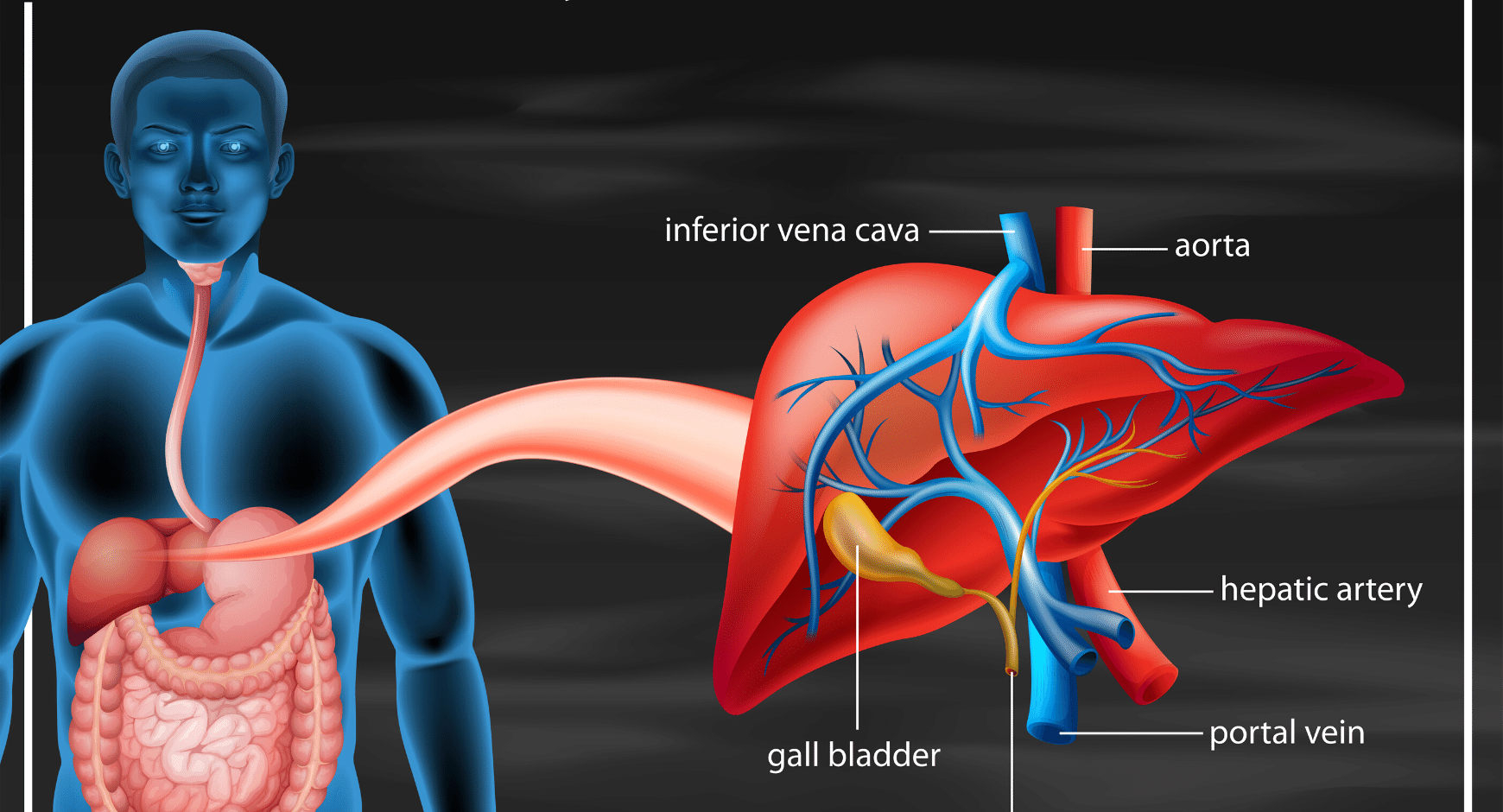 What is liver dialysis and why is it needed?